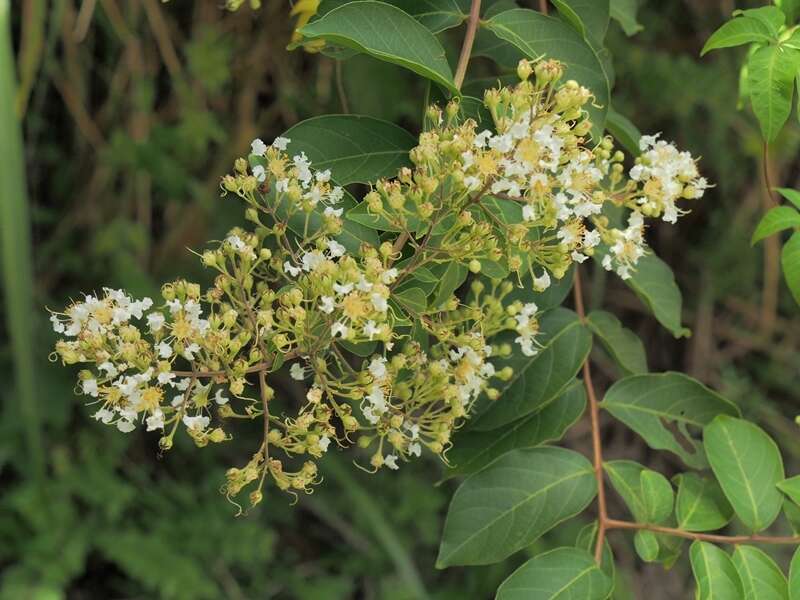 Image of Lagerstroemia subcostata Koehne