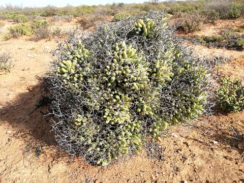 Image of Tylecodon reticulatus (L. fil.) H. Tölken