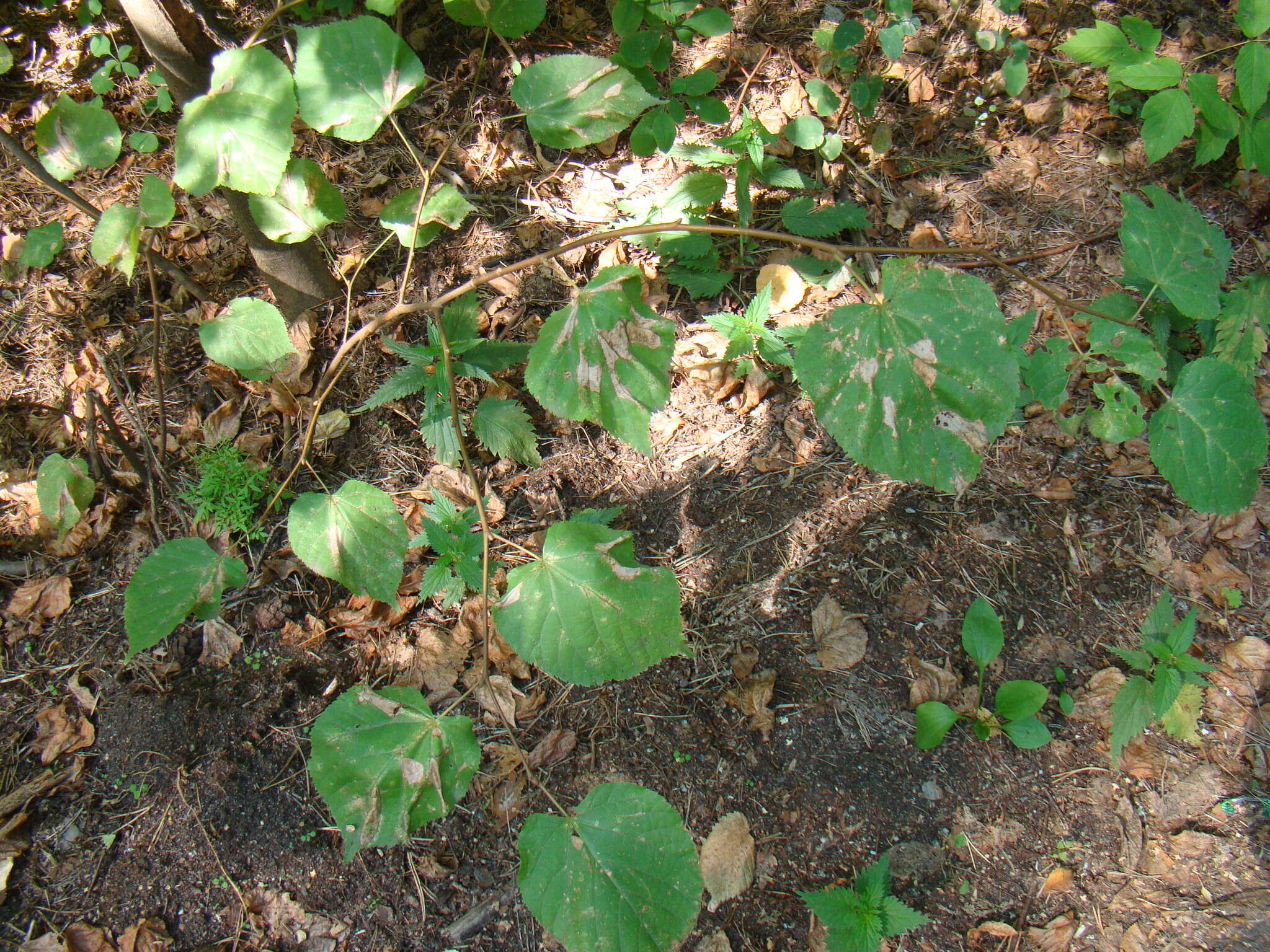 Phyllonorycter issikii (Kumata 1963) resmi