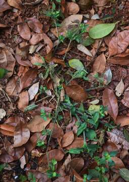 Imagem de Dicliptera foetida (Forssk.) Blatter