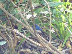 Image of White-bellied Blue Flycatcher