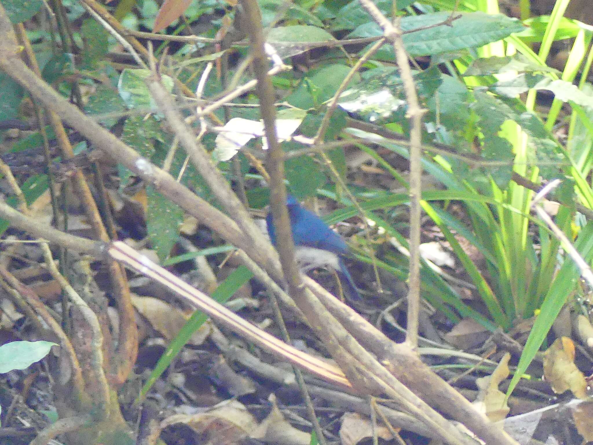 Image of White-bellied Blue Flycatcher