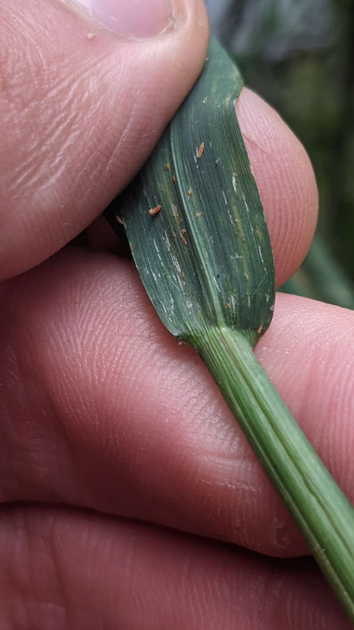 Image of Tall Manna Grass