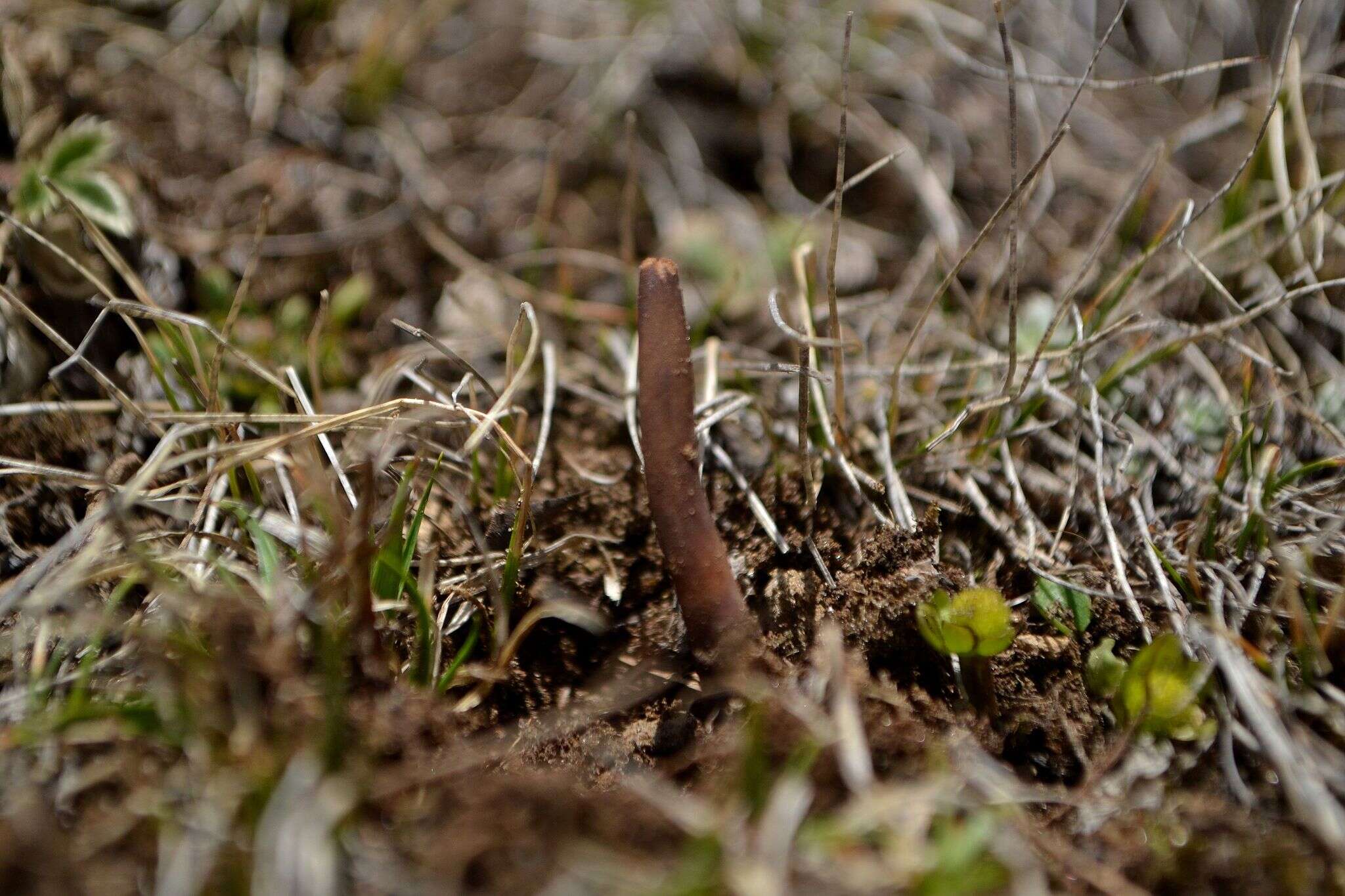 Plancia ëd Ophiocordyceps sinensis (Berk.) G. H. Sung, J. M. Sung, Hywel-Jones & Spatafora 2007