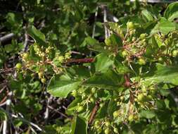 Image of redosier dogwood