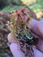 Image of Sphagnum warnstorfii Russow