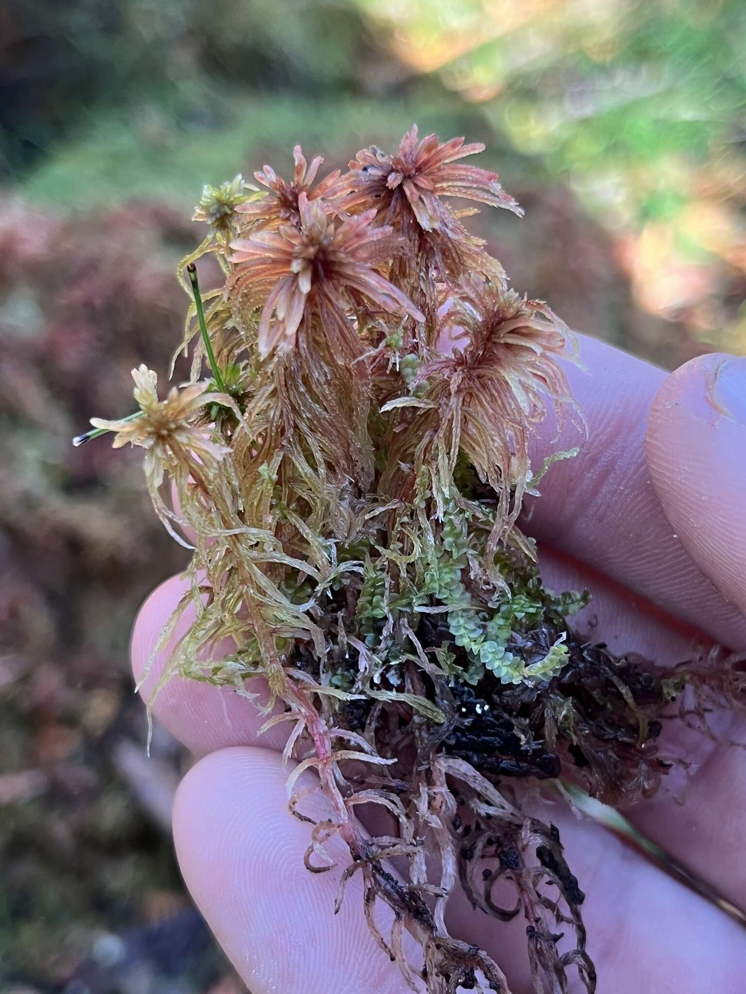 Image of Sphagnum warnstorfii Russow