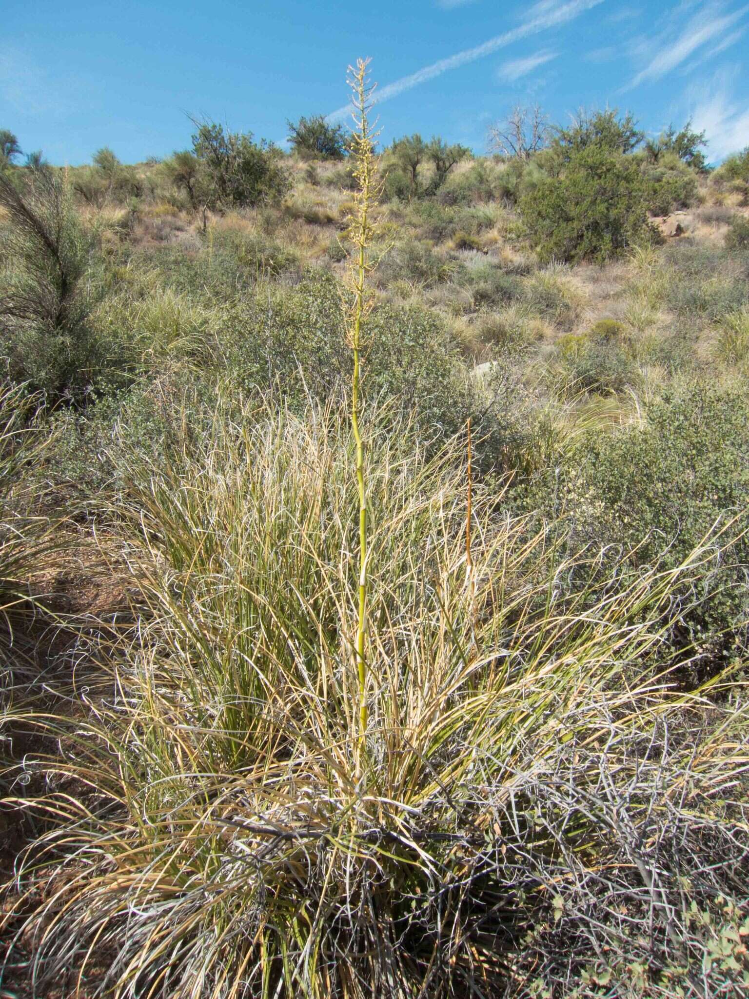 Imagem de Nolina microcarpa S. Watson