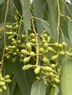 Image of Eucalyptus leptophleba F. Müll.