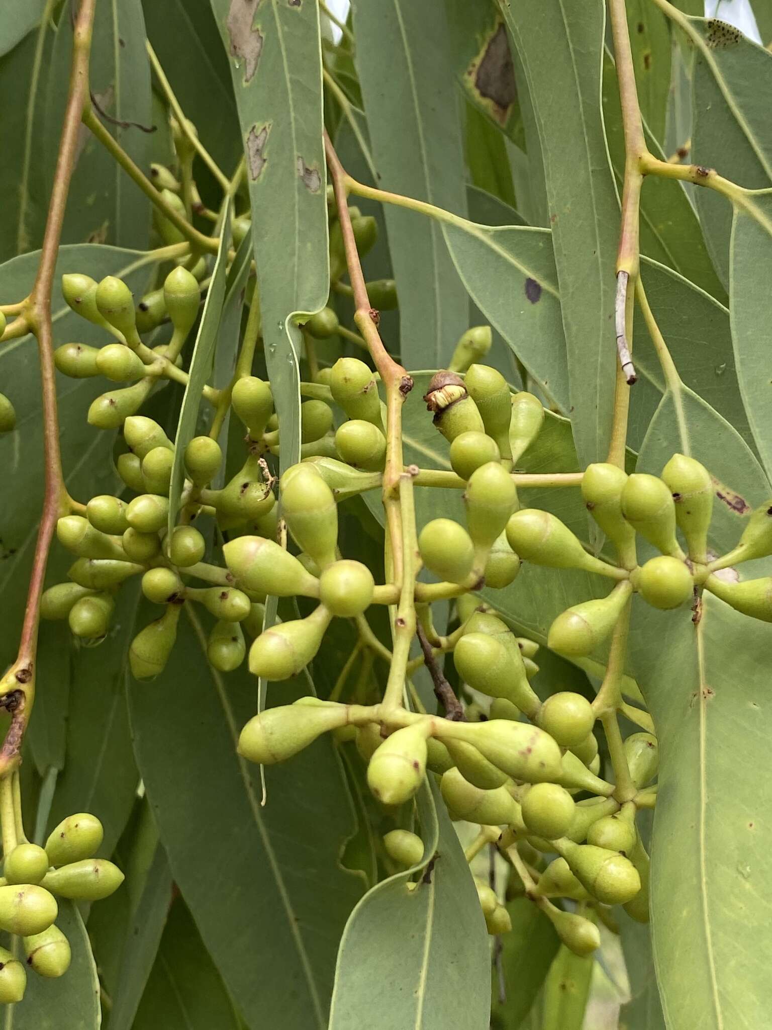 Image de Eucalyptus leptophleba F. Müll.