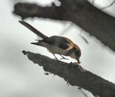 Image of Northern Fantail