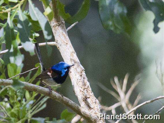 Image of Variegated Fairy-wren