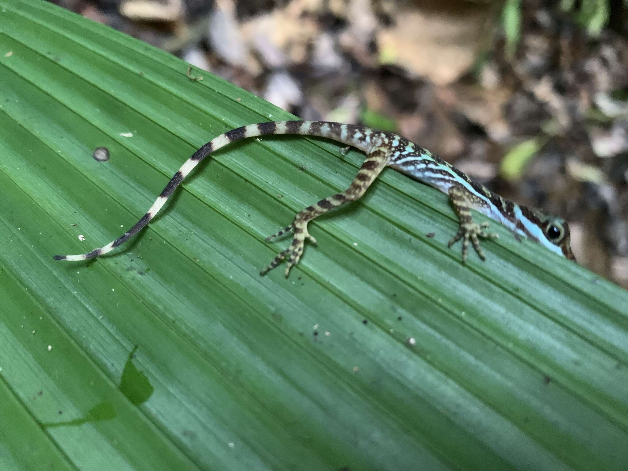 Image of Water  Anole