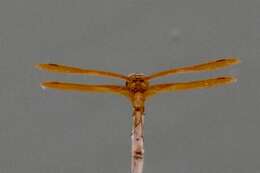 Image of Mexican Amberwing