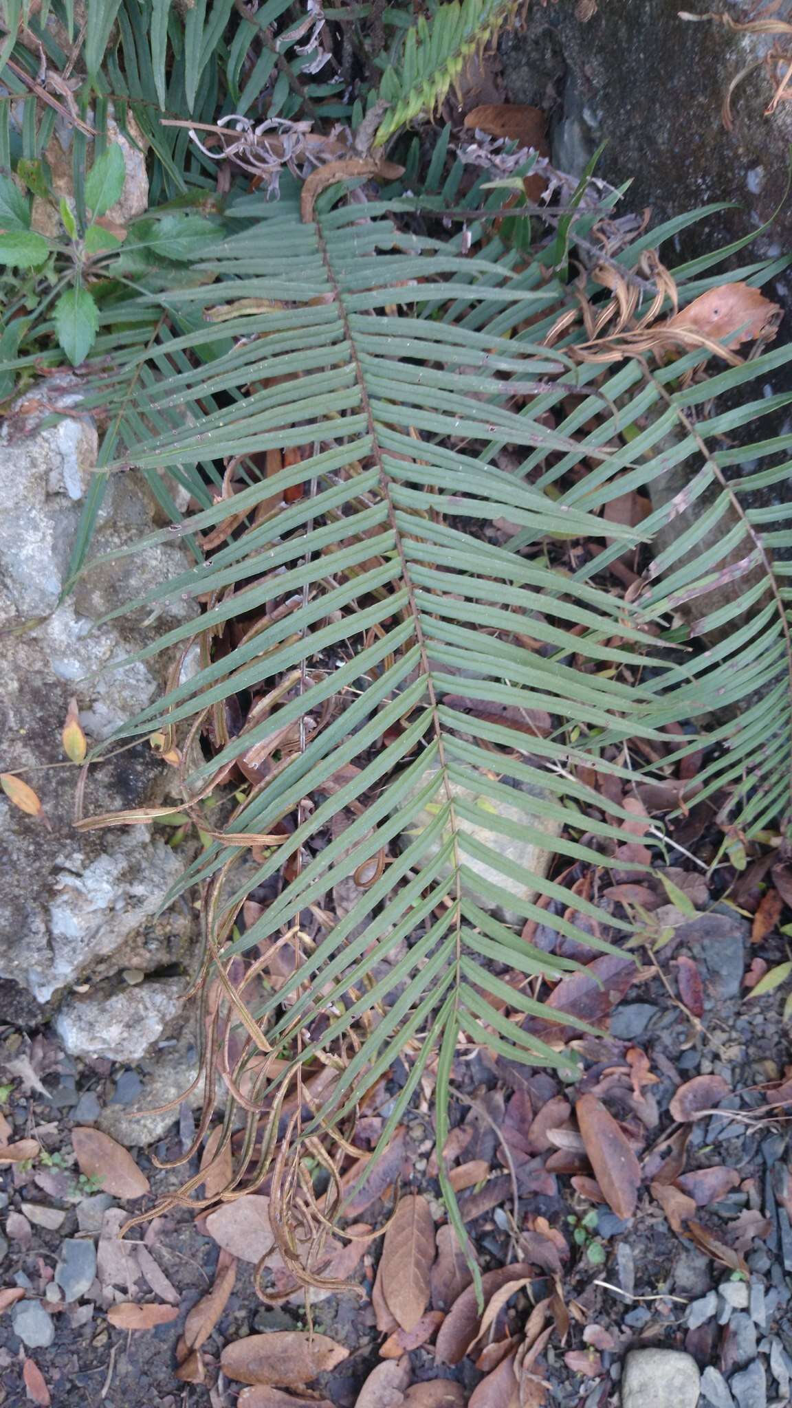 Imagem de Pteris vittata L.