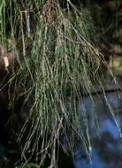 Image de Casuarina cunninghamiana subsp. cunninghamiana