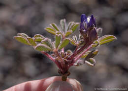 Imagem de Lupinus brevicaulis S. Watson