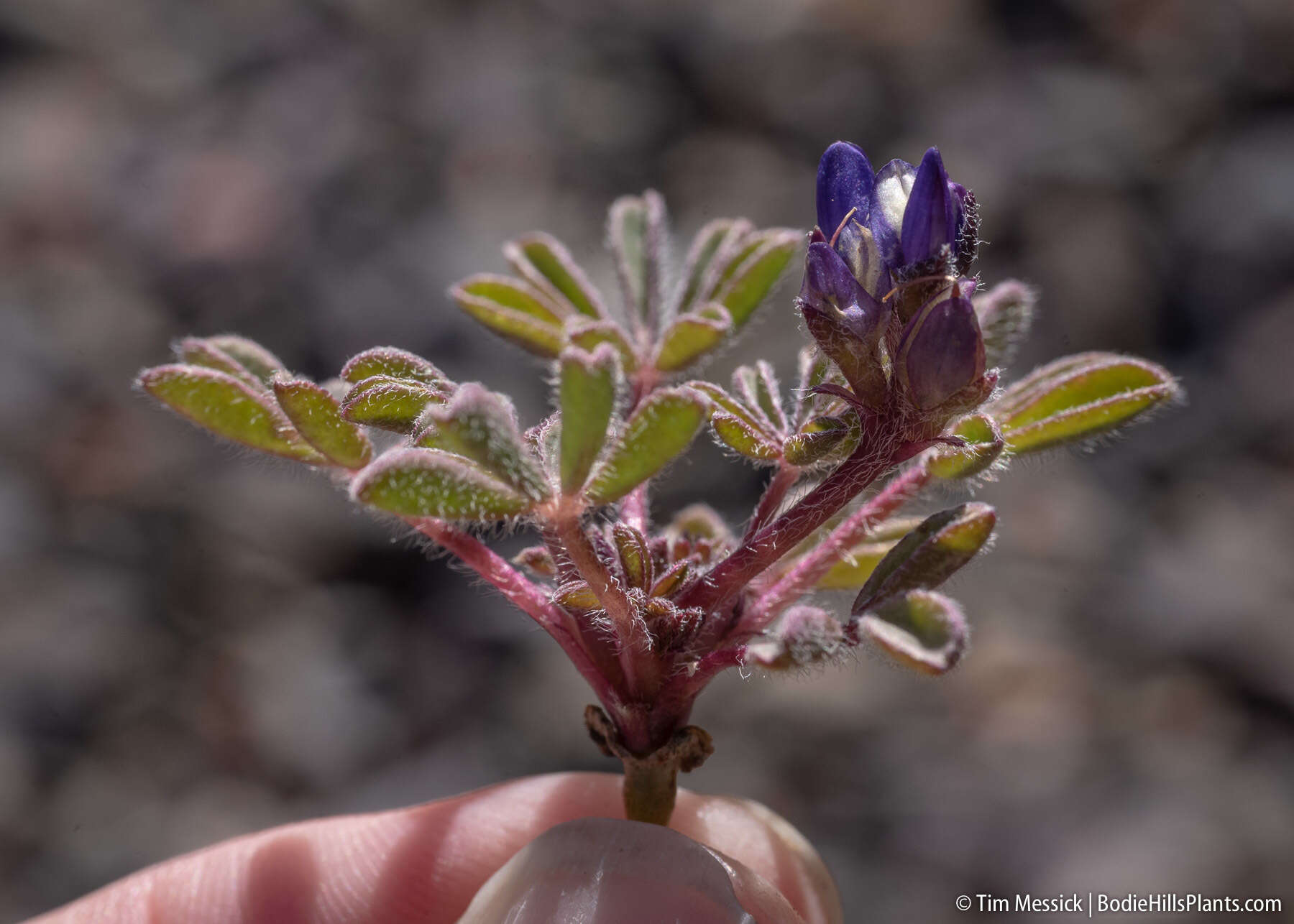 Imagem de Lupinus brevicaulis S. Watson