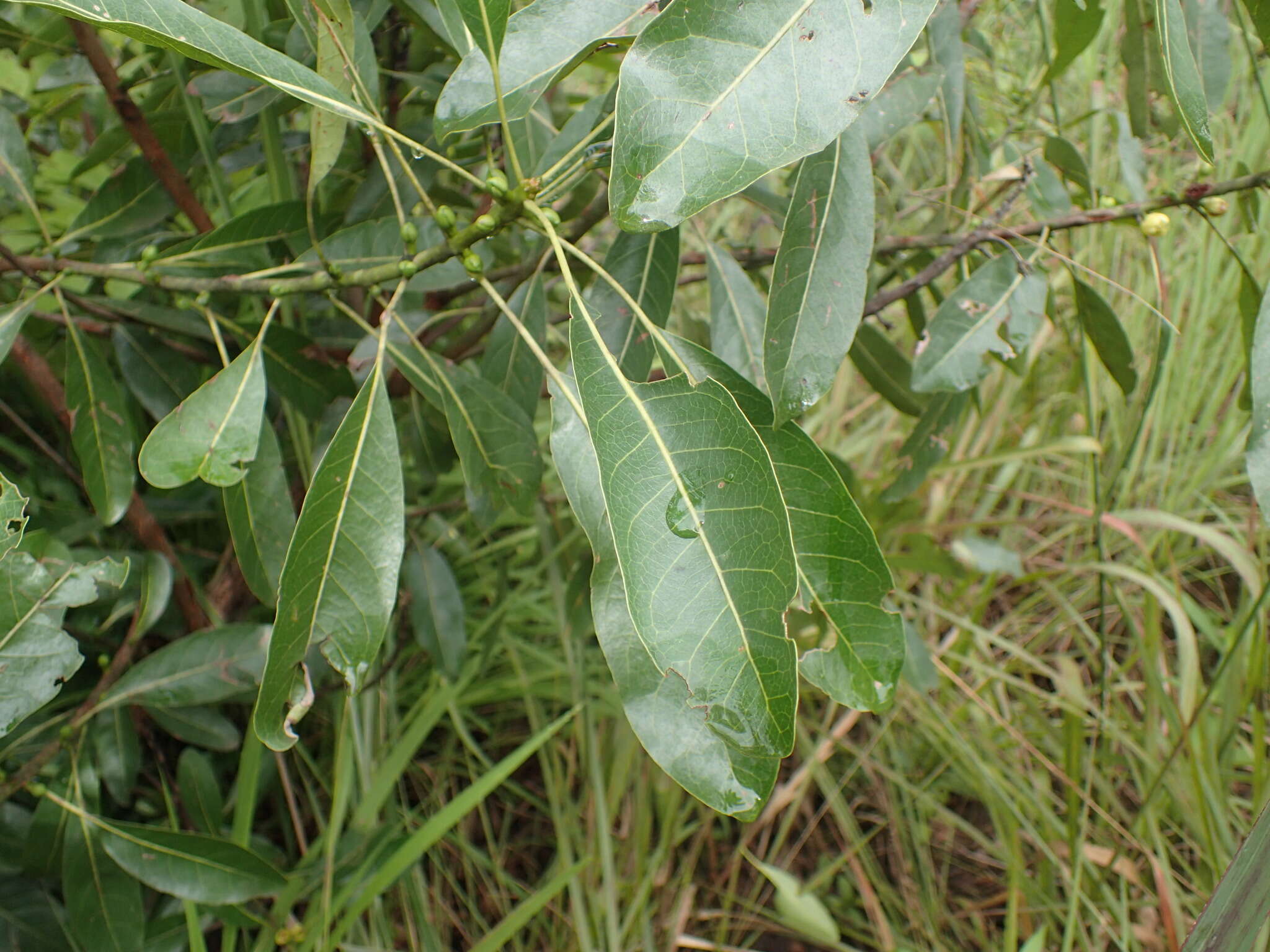 Image of Uapaca nitida Müll. Arg.