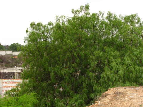 Image of Peruvian peppertree