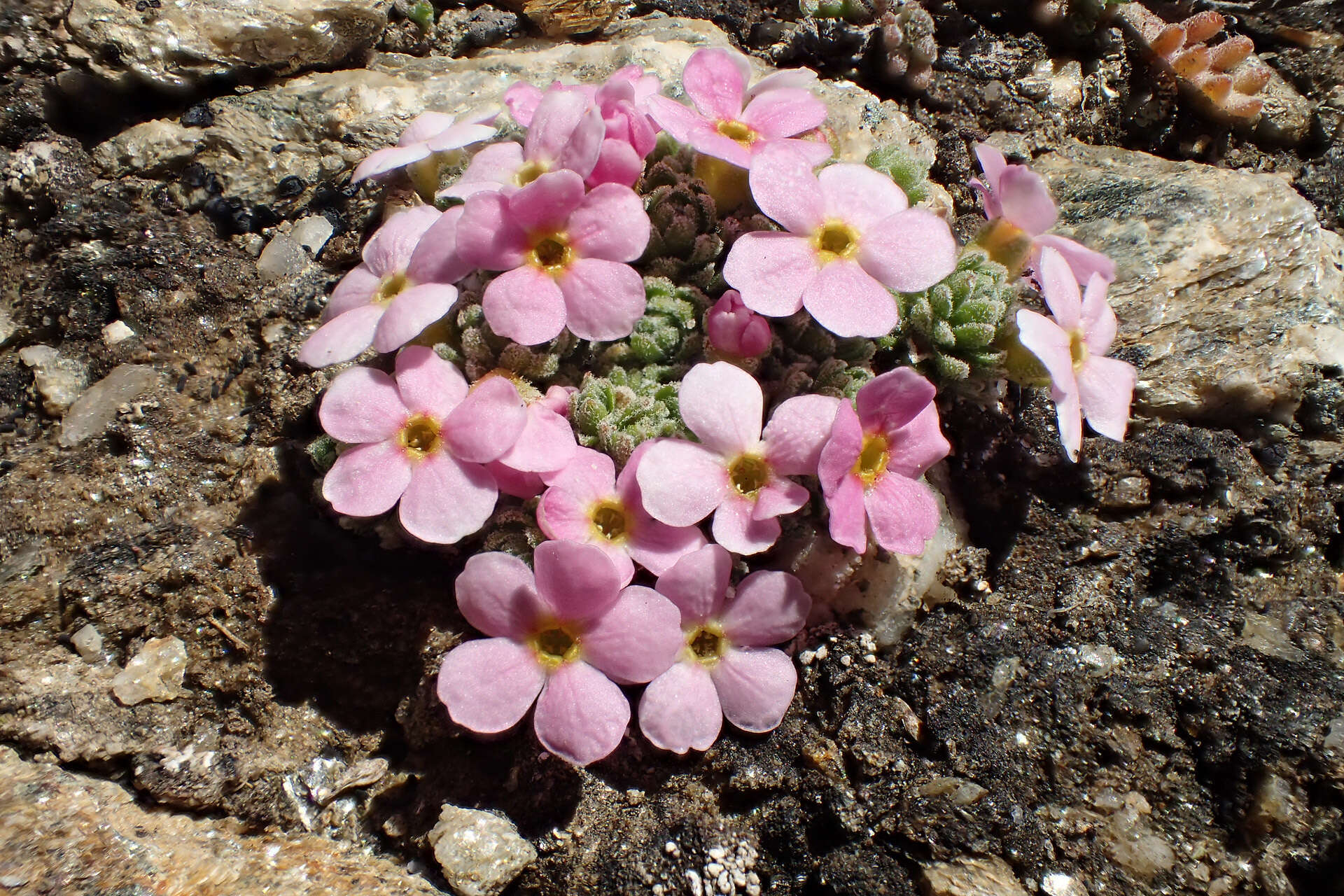Image of Androsace alpina (L.) Lam.