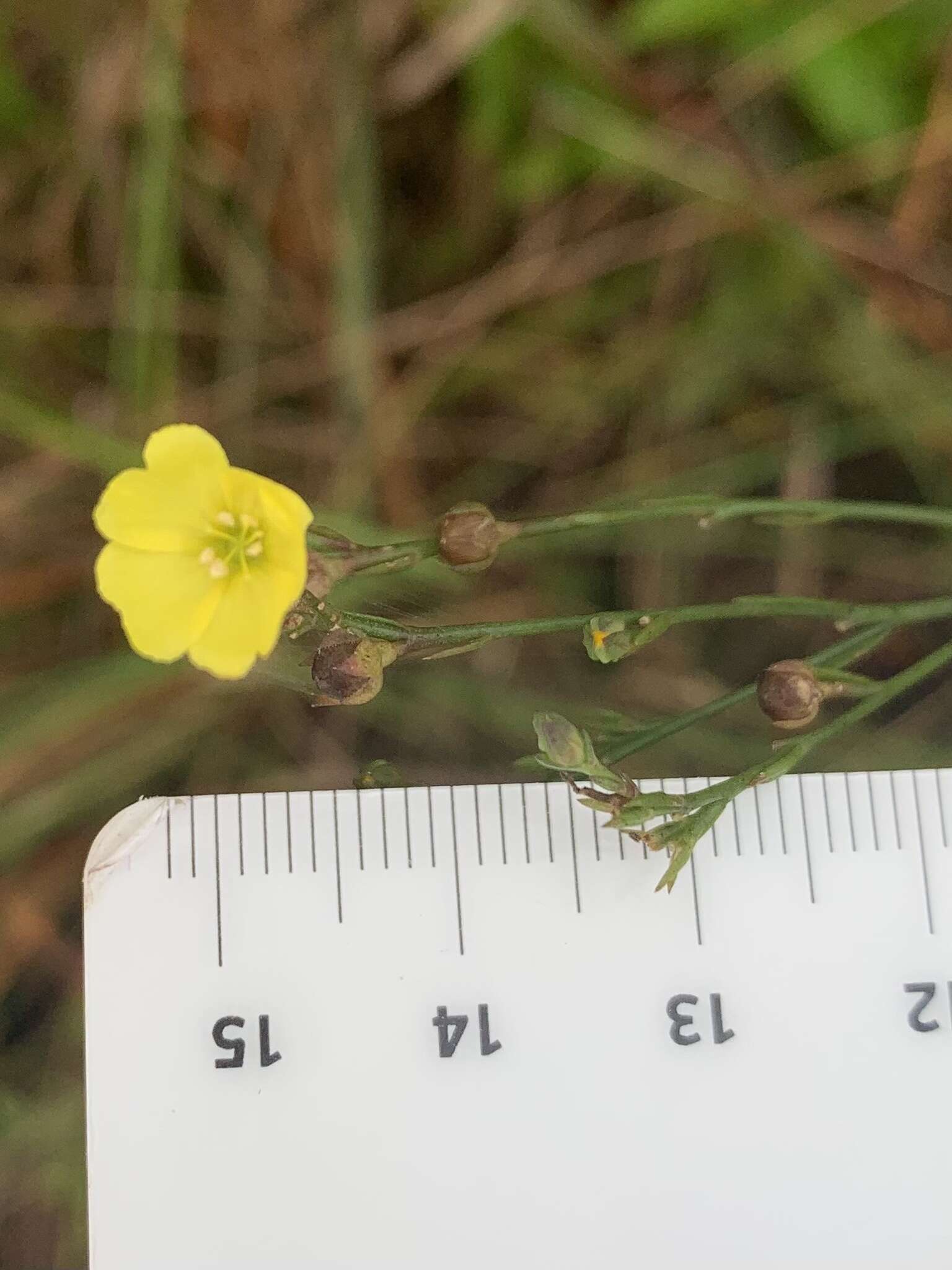 Image of Linum floridanum var. floridanum