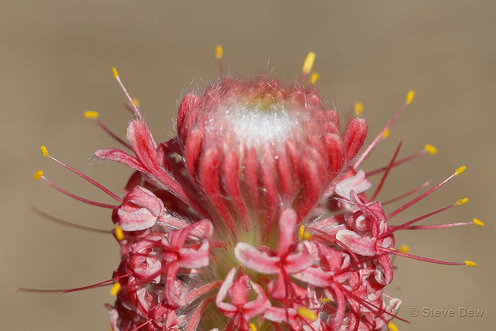 Image of Pimelea decora Domin