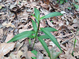 Imagem de Asclepias perennis Walt.