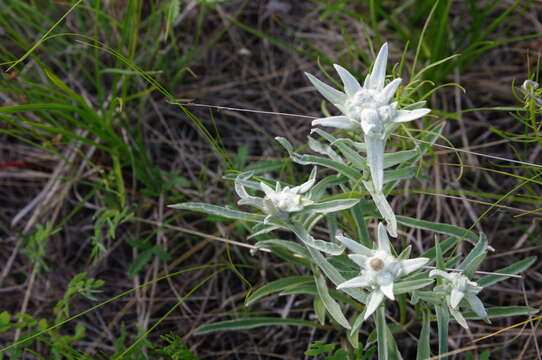 Leontopodium leontopodioides (Willd.) Beauv.的圖片