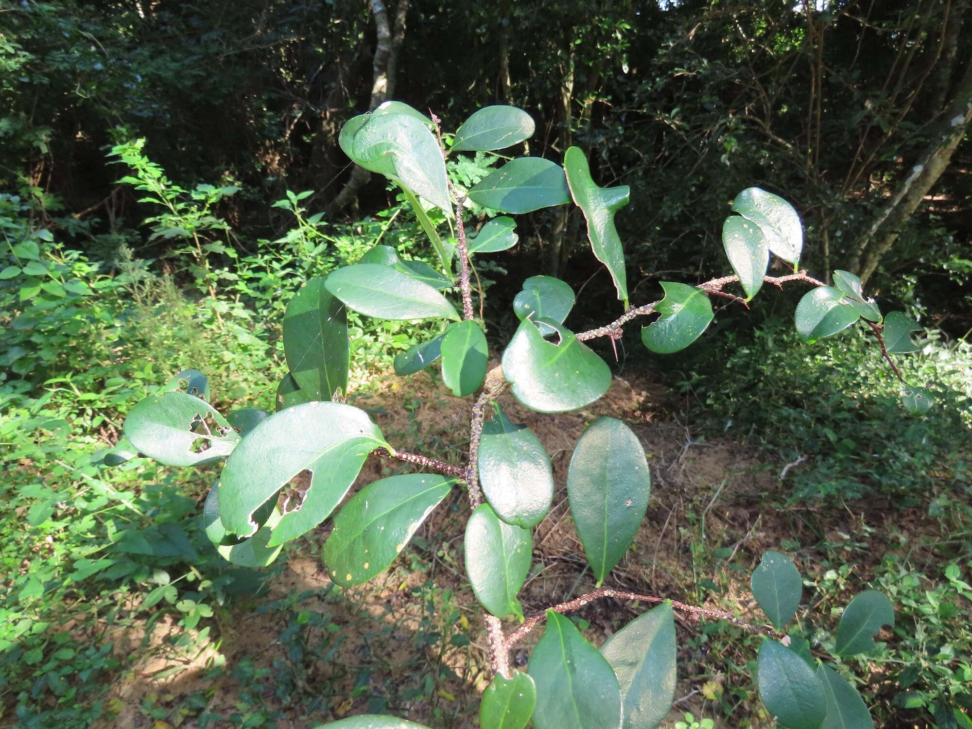 Image of Putterlickia neglecta Jordaan, R. G. C. Boon & A. E. van Wyk