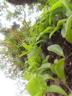 Image of lanceleaf tongue fern