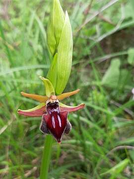 Image of Ophrys mammosa subsp. mouterdeana B. Baumann & H. Baumann