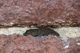 Image of Gomero Wall Gecko