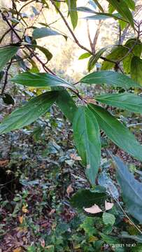 Image of Viburnum cylindricum Buch.-Ham. ex D. Don