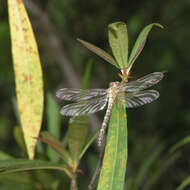 Image of Euthygomphus yunnanensis (Zhou & Wu 1992)