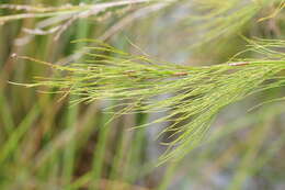 Слика од Baloskion tetraphyllum (Labill.) B. G. Briggs & L. A. S. Johnson