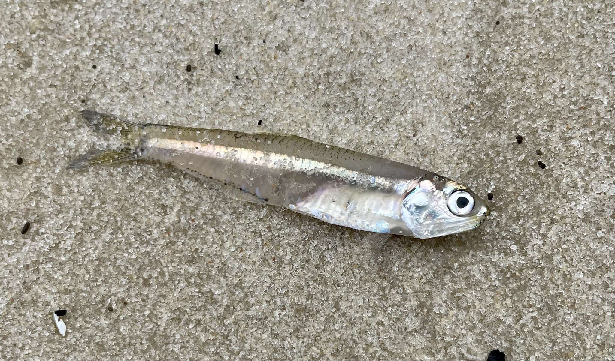 Image of Broad-striped Anchovy