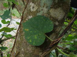 Plancia ëd Ipomoea silvicola House