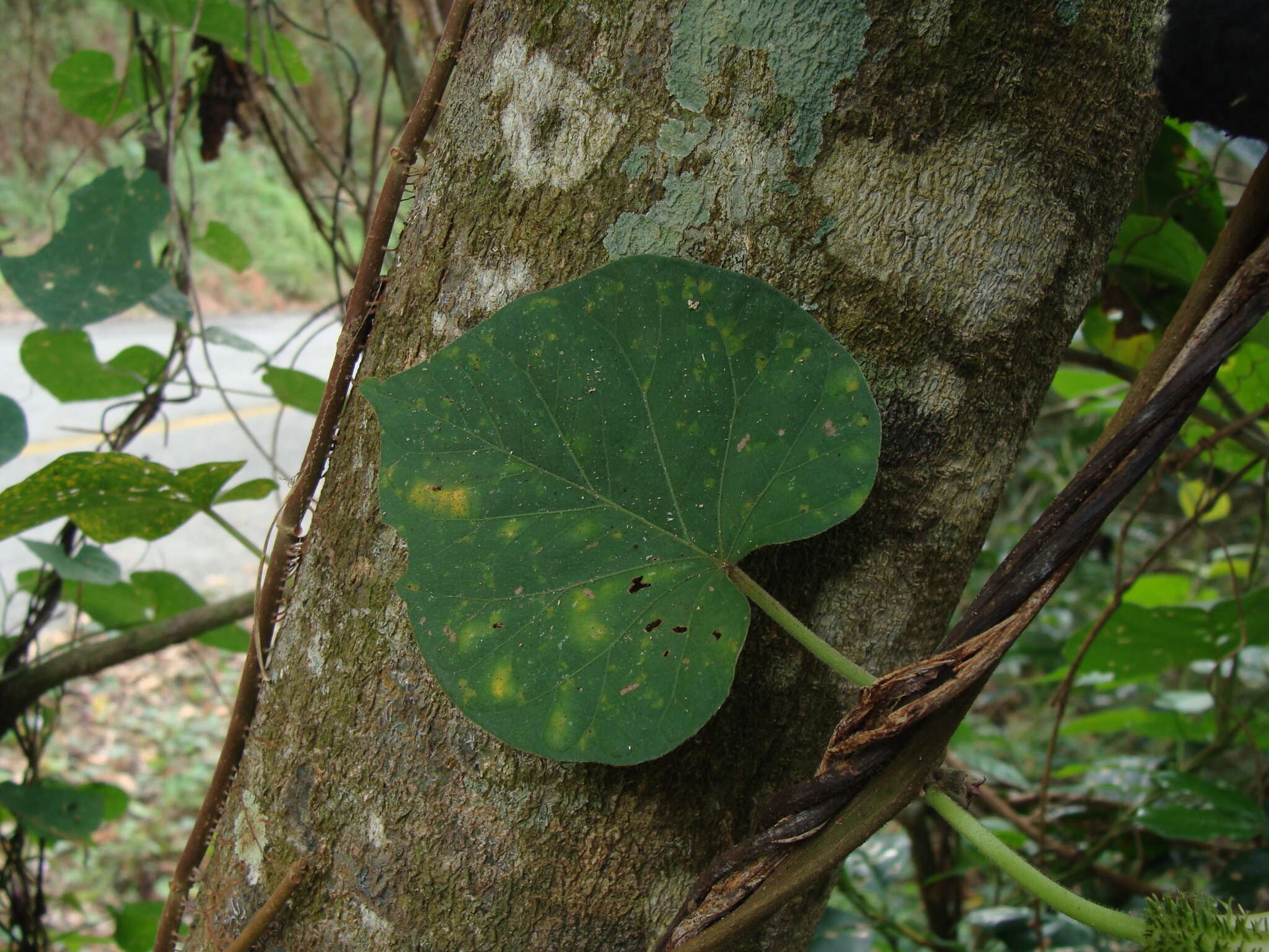 Plancia ëd Ipomoea silvicola House