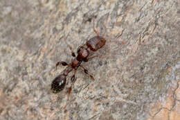 Image de Podomyrma elongata Forel 1895