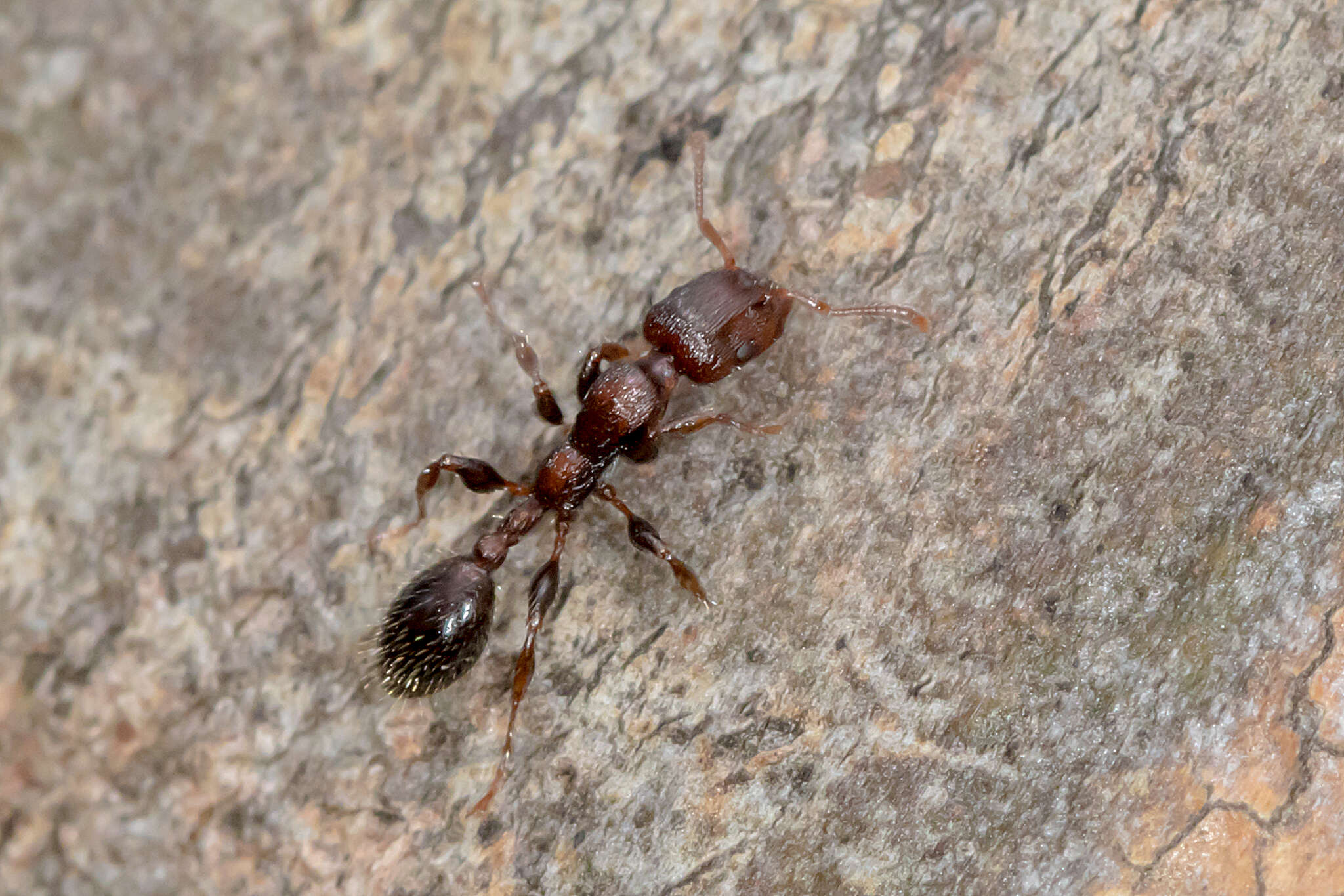 Image de Podomyrma elongata Forel 1895