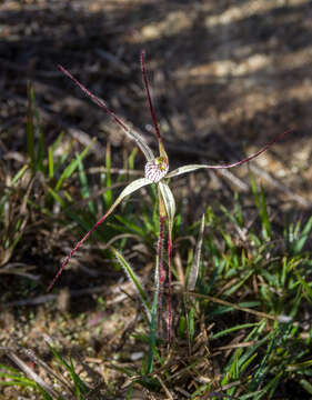 Caladenia paradoxa Hopper & A. P. Br.的圖片