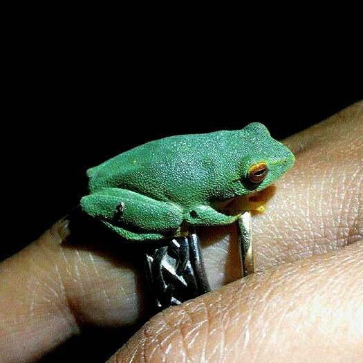 Image of Jayaram's bush frog