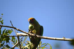 Image of Golden-capped Conure