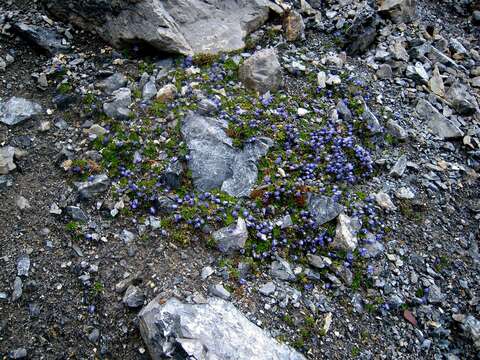 Image of Mount Cenis Bellflower