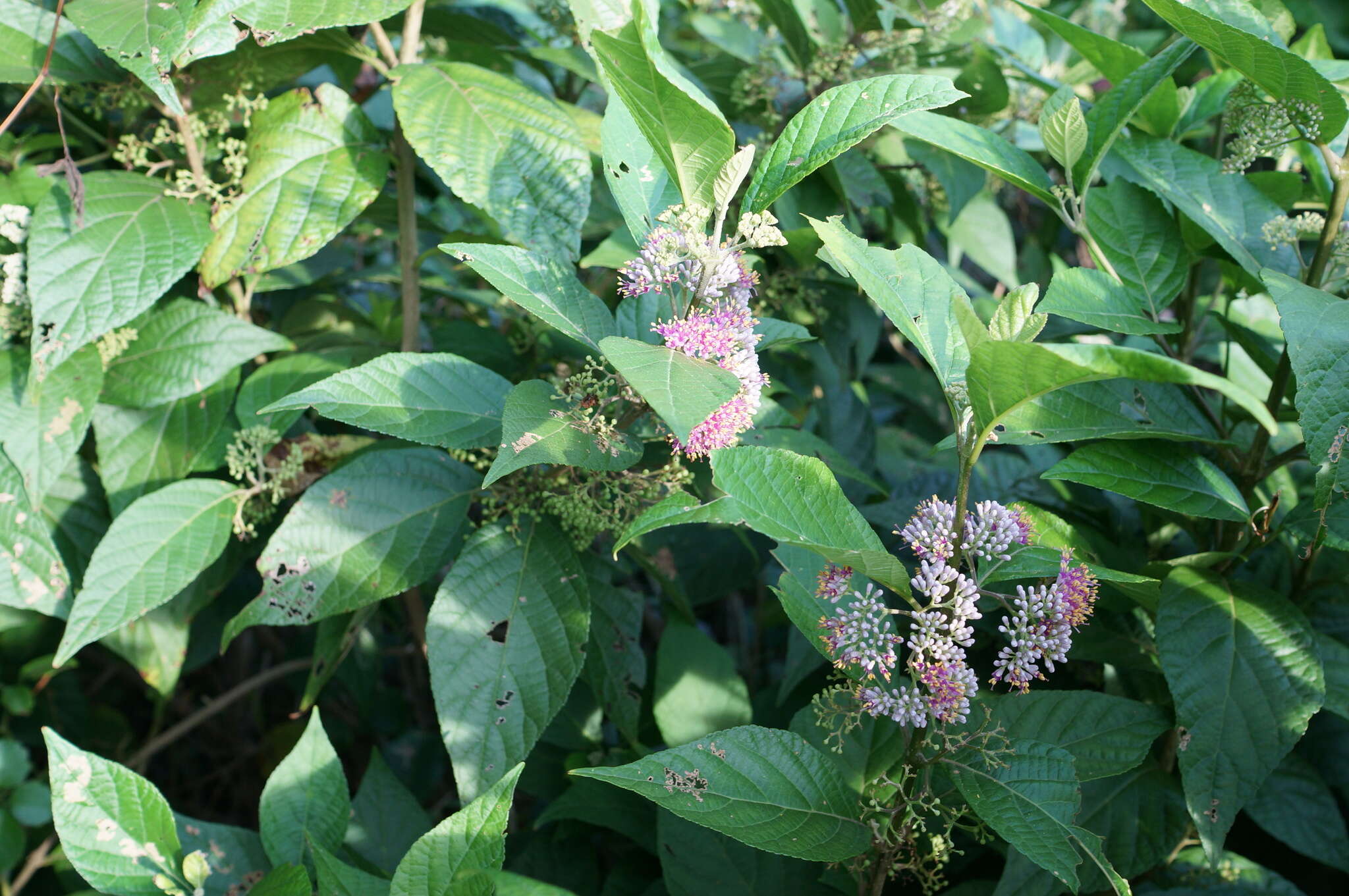 Image of Japanese callicarpa