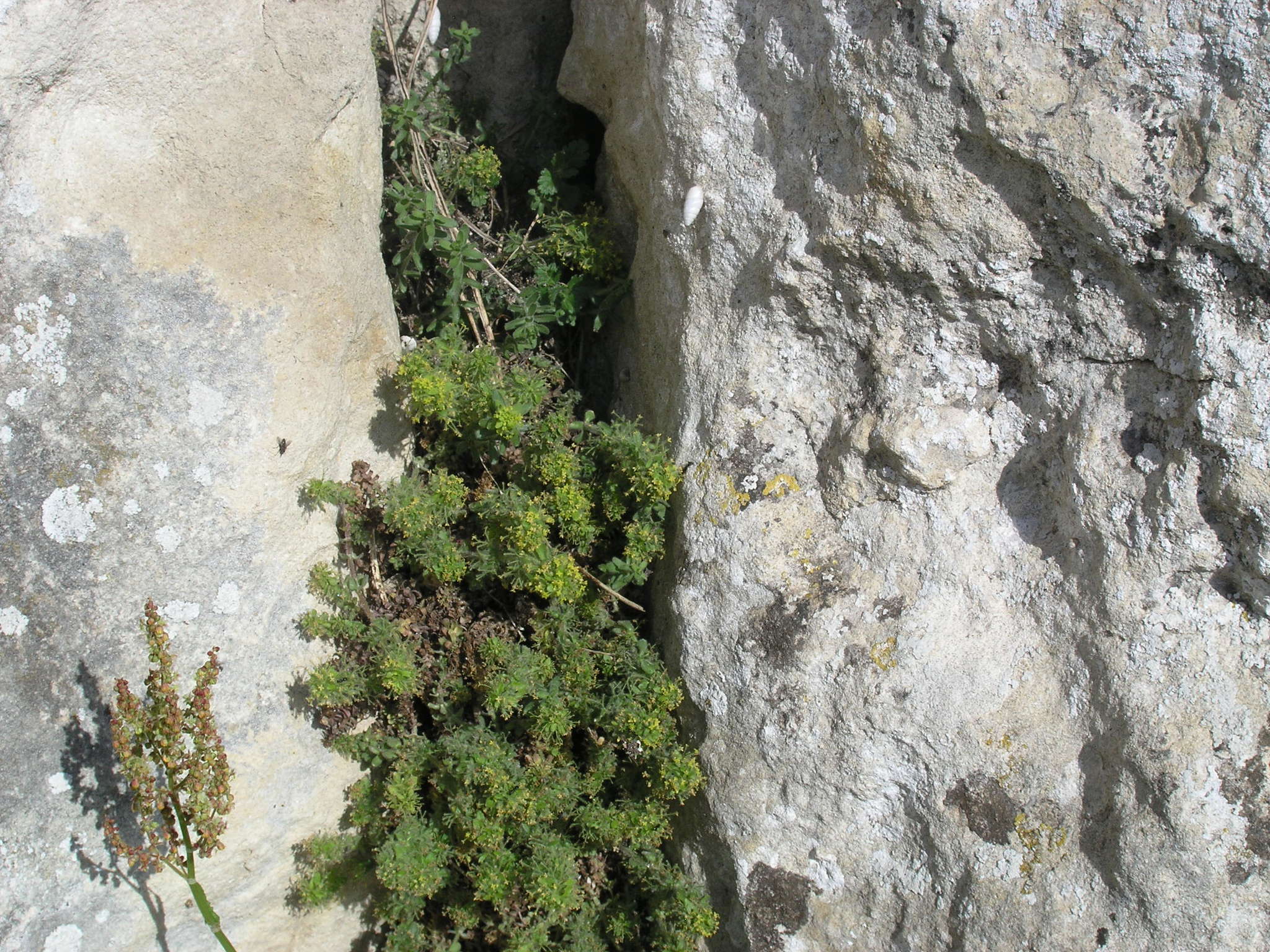 Image of Cruciata taurica (Pall. ex Willd.) Ehrend.