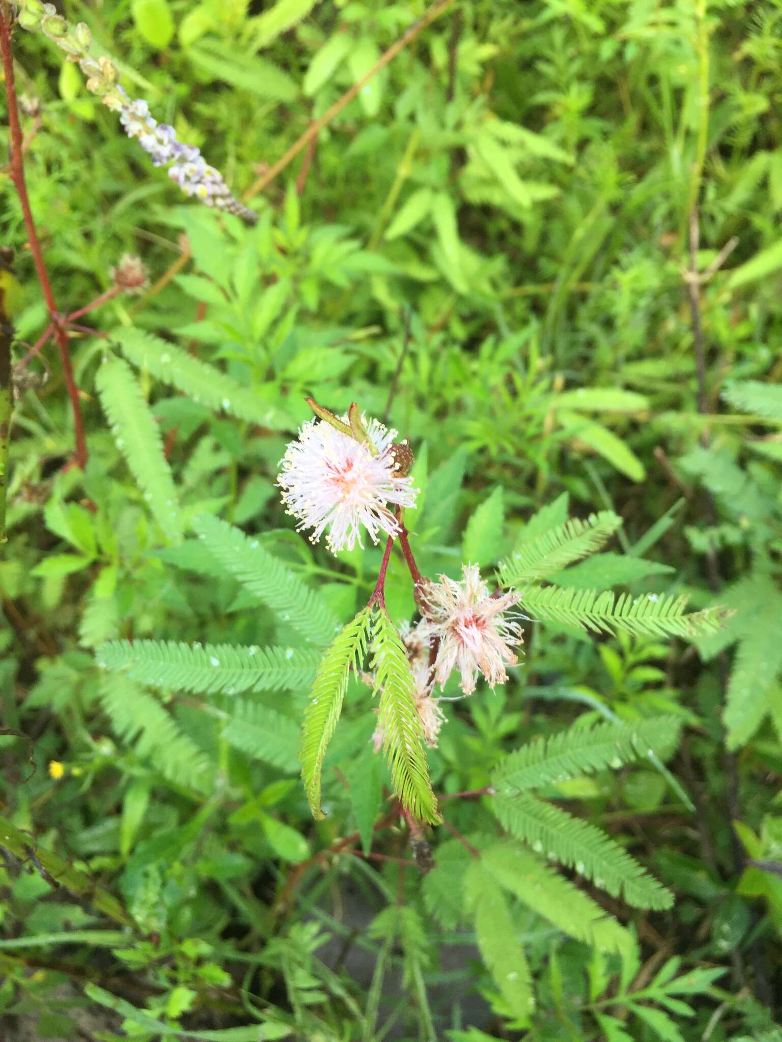 صورة Mimosa xanthocentra var. xanthocentra