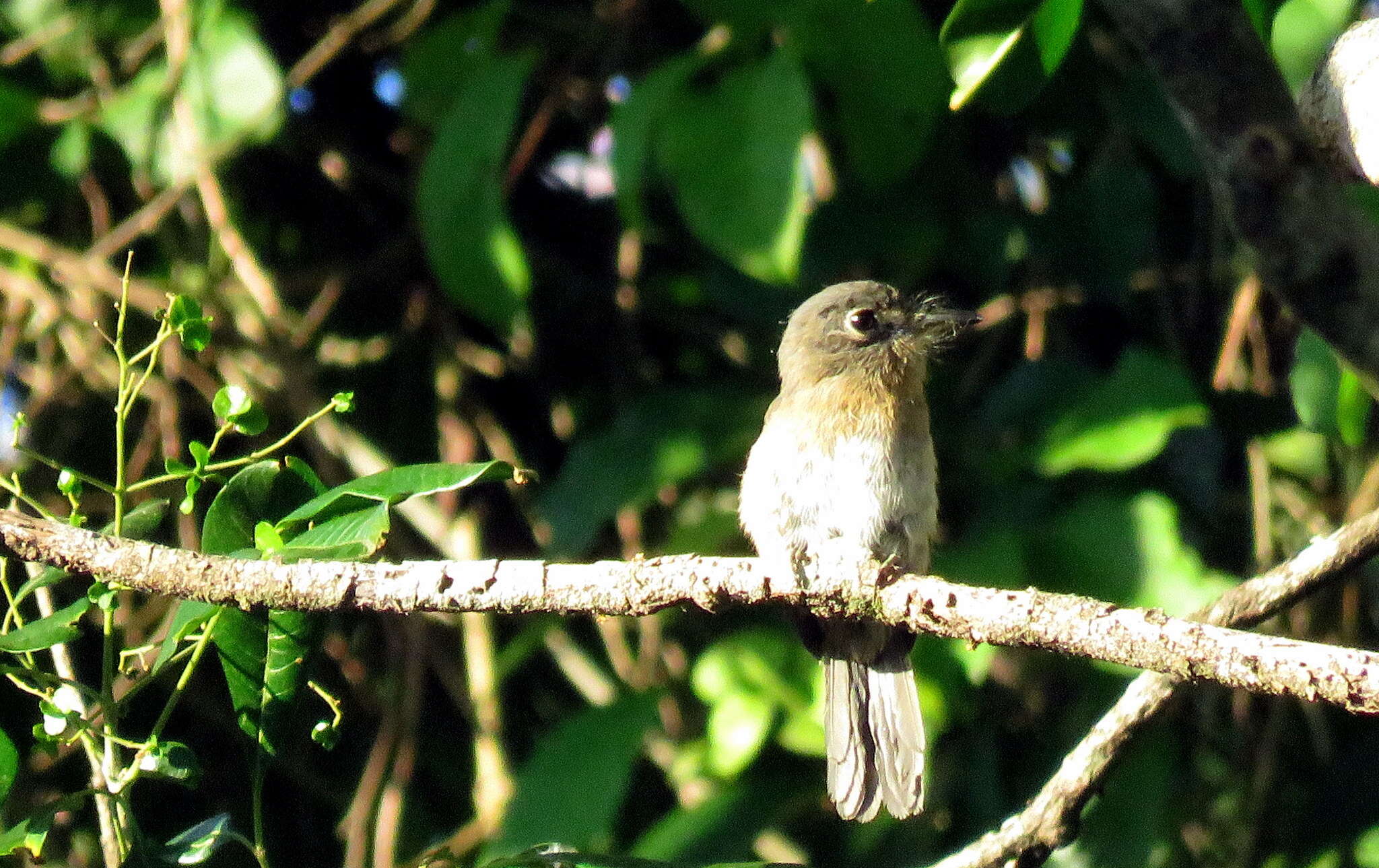 Image of Rusty-breasted Nunlet