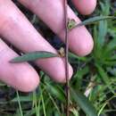 Image of Lance-Leaf Primrose-Willow